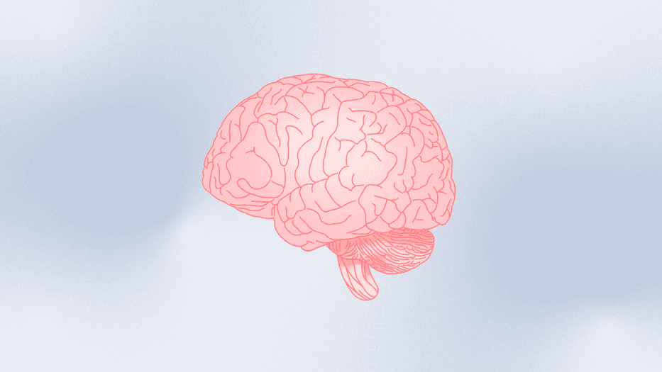 What I learned about the brain